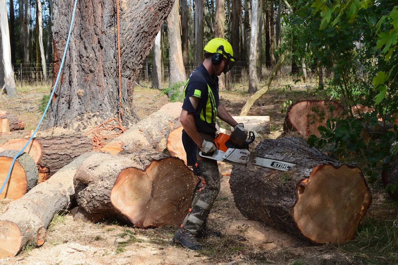 Makerikeri Silviculture field work